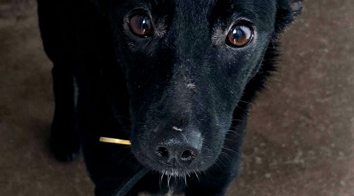 Chiens à adopter